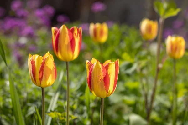 Yazın veya baharın ortasında güneş ışığı altındaki sarı kırmızı lalelerin güzel manzarası. Çiçek laleleri arkaplanı.