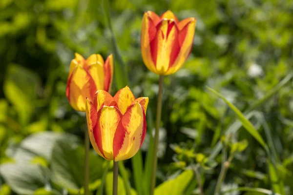 Bella Vista Tulipani Gialli Rossi Sotto Luce Del Sole Paesaggio — Foto Stock