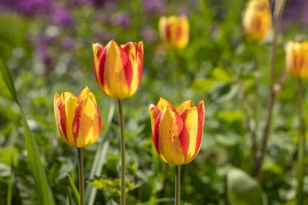 Yazın veya baharın ortasında güneş ışığı altındaki sarı kırmızı lalelerin güzel manzarası. Çiçek laleleri arkaplanı.