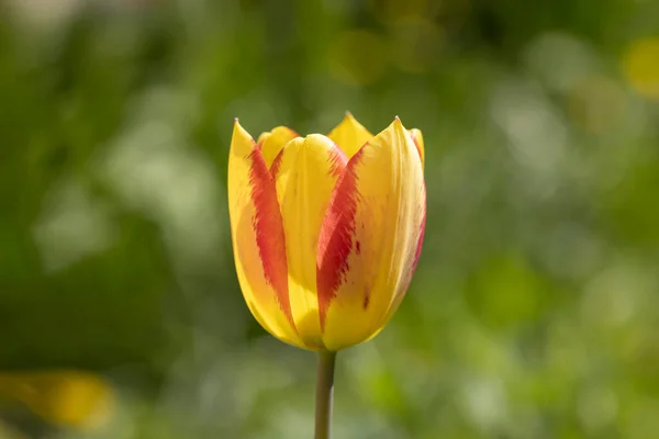 Beautiful View Yellow Red Tulips Sunlight Landscape Middle Spring Summer — Foto Stock