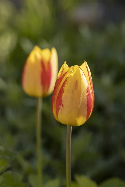 Bella Vista Tulipani Gialli Rossi Sotto Luce Del Sole Paesaggio — Foto Stock