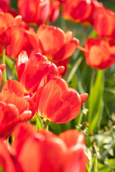 Yazın veya baharın ortasında güneş ışığı altındaki kırmızı lalelerin güzel manzarası. Çiçek laleleri arkaplanı.
