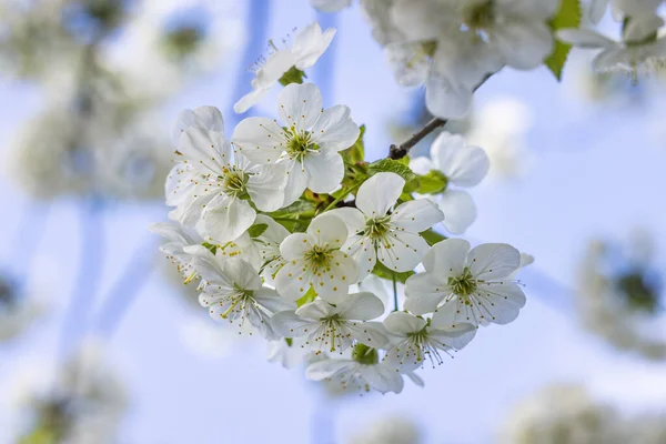 Frühling Hintergrundkunst Mit Weißer Kirschblüte Auf Blauem Himmel Hintergrund Schöne lizenzfreie Stockbilder