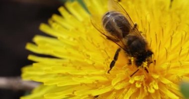 Sarı bir karahindiba çiçeğiyle beslenen bal arısı, ilkbaharda güneşli bir gün, yavaş çekim videosu, kapan makro