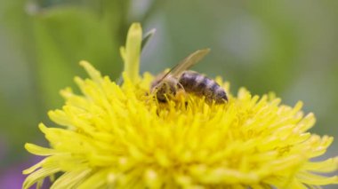 Sarı bir karahindiba çiçeğiyle beslenen bal arısı, ilkbaharda güneşli bir gün, yavaş çekim videosu, kapan makro