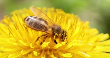 Sarı bir karahindiba çiçeğiyle beslenen bal arısı, ilkbaharda güneşli bir gün, yavaş çekim videosu, kapan makro