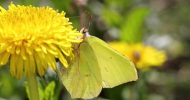 Sarı kelebek, ilkbaharda güneşli bir günde sarı bir karahindiba çiçeğiyle besleniyor. Yavaş çekim videosu, kapat, makro