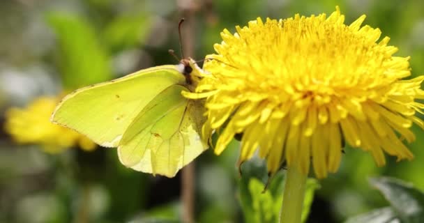 Żółty Motyl Żywiący Się Żółtym Kwiatem Mniszka Lekarskiego Słoneczny Dzień — Wideo stockowe