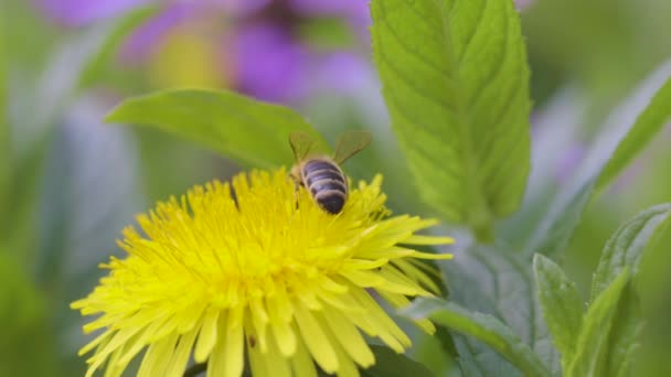 黄色いタンポポの花にミツバチの餌 春の晴れた日 スローモーションビデオ 閉じる マクロ — ストック動画