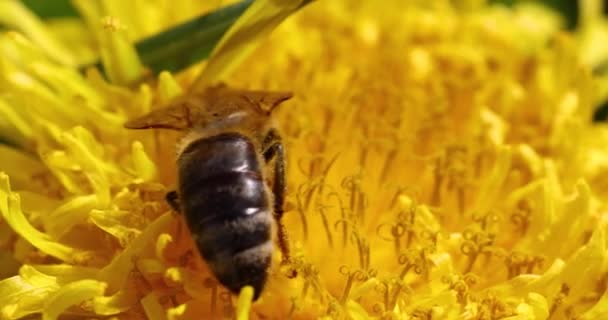 蜜蜂在一朵黄色的蒲公英花上觅食 春天里阳光明媚 慢镜头 — 图库视频影像