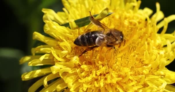 Med Včela Krmení Žluté Pampeliška Květiny Slunečný Den Jaře Zpomalení — Stock video