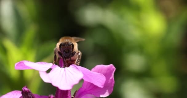 Honey Bee Feeding Purple Violet Lunaria Flower Sunny Day Springtime — Vídeo de Stock