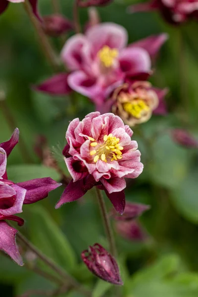 Fresh Violet Pink White Bells Garden Sunny Day Tender Purple — Stock Photo, Image