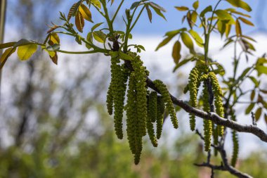Bahar çiçekleri ağaç ceviz mavi gökyüzü arka planlar, seçici odak üstünde genç yeşil yaprakları ile