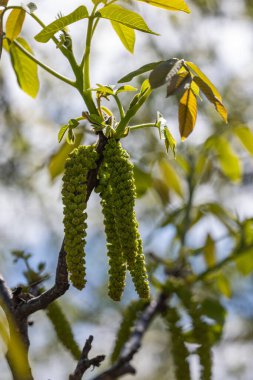 Bahar çiçekleri ağaç ceviz mavi gökyüzü arka planlar, seçici odak üstünde genç yeşil yaprakları ile