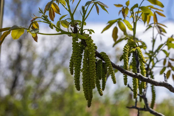 Bahar çiçekleri ağaç ceviz mavi gökyüzü arka planlar, seçici odak üstünde genç yeşil yaprakları ile