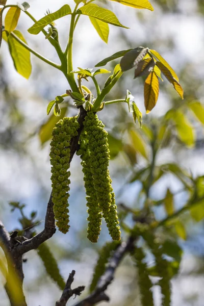 Bahar çiçekleri ağaç ceviz mavi gökyüzü arka planlar, seçici odak üstünde genç yeşil yaprakları ile
