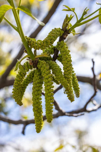 Bahar çiçekleri ağaç ceviz mavi gökyüzü arka planlar, seçici odak üstünde genç yeşil yaprakları ile
