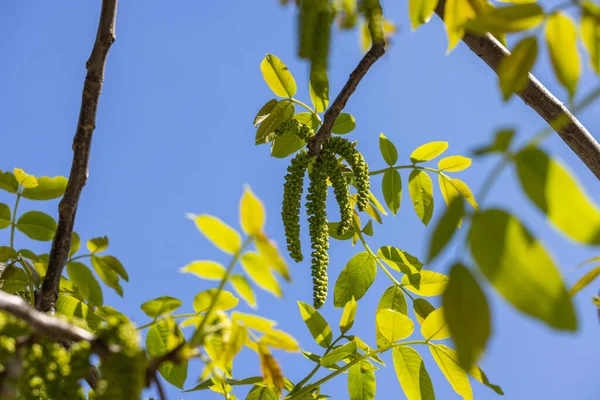 Wiosna Kwiaty Drzewa Orzechów Włoskich Młodych Liści Zielony Tle Błękitnego Obraz Stockowy