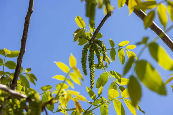 Flores Primavera Nueces Árbol Con Hojas Verdes Jóvenes Fondos Cielo Imagen de archivo