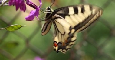 Papilio machaon, yaygın sarı kırlangıç kuyruğu ya da kırlangıç mor mor bir ay çiçeğiyle besleniyor, ilkbaharda güneşli bir gün, yavaş çekim videosu, kapan makro