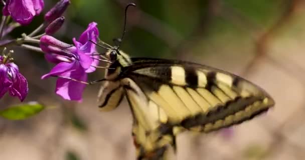 Papilio Machaon Obyčejný Žlutý Vlaštovka Nebo Vlaštovka Krmení Fialové Fialové — Stock video