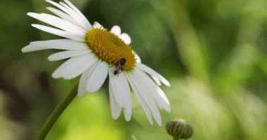 Papatya çiçeği tarlası güneş ışıklarıyla kaplıdır. Daisy çiçekleri. Güneşin altında çiçek açan papatya çiçekli güzel bir doğa sahnesi. Güneşli bir gün. Yaz çiçekleri. Papatya arkaplanı.