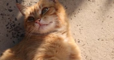 Eski Avrupa şehrinde güneşte güneşlenen evsiz bir kızıl kedinin, kentsel arka planda yaşayan bir hayvanın ağır çekim portresi..