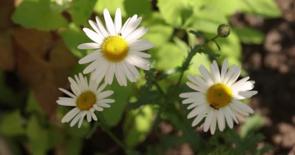 Heřmánkové Květinové Pole Zblízka Slunečními Erupcemi Daisy Květiny Krásná Přírodní — Stock video