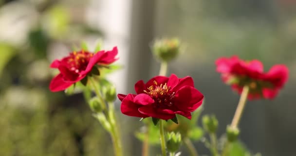 Fiori Fragola Foglie Verdi Bellissimi Fiori Rosa Rubino Sbocciati Giardino — Video Stock