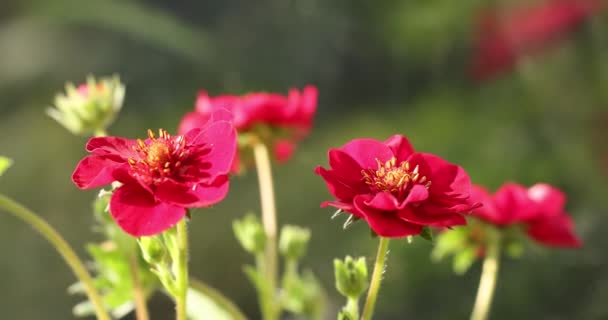Клубничный Цветок Зеленые Листья Красивые Рубиновые Розовые Цветы Расцвели Саду — стоковое видео