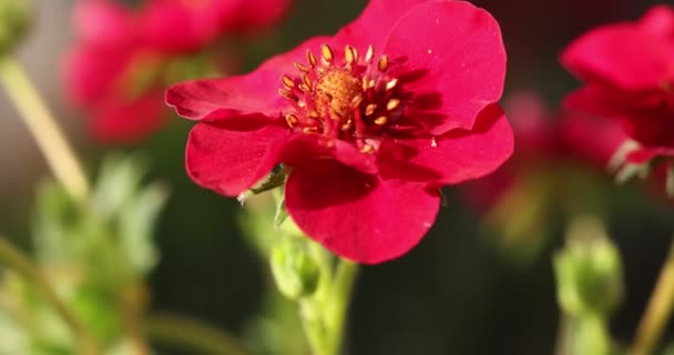Клубничный Цветок Зеленые Листья Красивые Рубиновые Розовые Цветы Расцвели Саду — стоковое видео