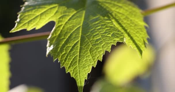 Grüne Traubenblätter Auf Dem Zweig Garten Vor Dem Hellen Hintergrund — Stockvideo