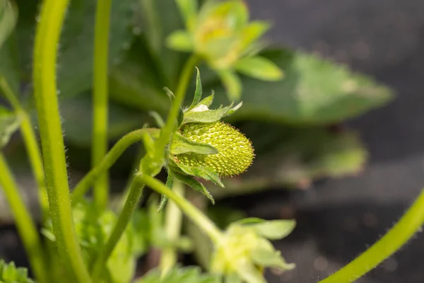 生长在花园的草莓丛中 夕阳西下智能农业 技术概念 — 图库照片