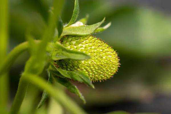 生长在花园的草莓丛中 夕阳西下智能农业 技术概念 — 图库照片