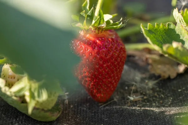 Agriculture background with new harvest of sweet fresh outdoor red ripe tasty strawberry, growing outside in soil, shallow depth of the field