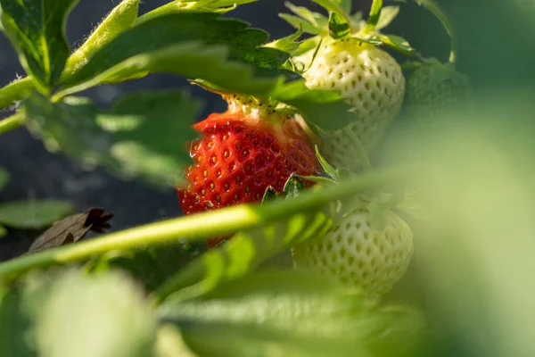 Agriculture background with new harvest of sweet fresh outdoor red ripe tasty strawberry, growing outside in soil, shallow depth of the field