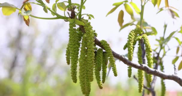 Zpomalené Video Jarních Květů Stromových Vlašských Ořechů Mladými Zelenými Listy — Stock video