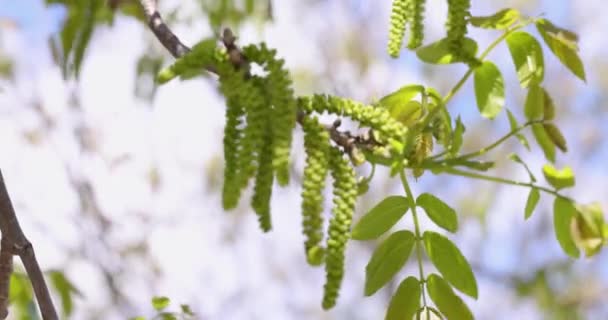 Медленное Движение Видео Весны Цветет Орехи Дерева Молодыми Зелеными Листьями — стоковое видео