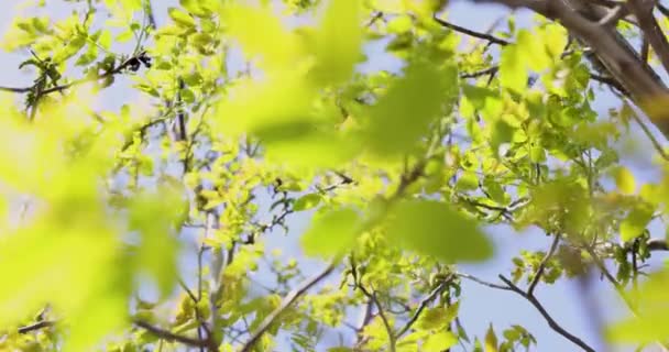 Αργή Κίνηση Βίντεο Από Άνθη Της Άνοιξης Καρύδια Δέντρο Νεαρά — Αρχείο Βίντεο