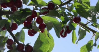 Güneşli bir yaz gününde yeşil yapraklı küçük bir dalda olgun, sulu, neşeli ve kirazlı bir kokunun yavaş çekim videosu. Kapat, makro video.