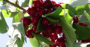 Güneşli bir yaz gününde yeşil yapraklı küçük bir dalda olgun, sulu, neşeli ve kirazlı bir kokunun yavaş çekim videosu. Kapat, makro video.