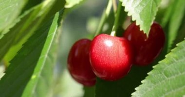 Güneşli bir yaz gününde yeşil yapraklı küçük bir dalda olgun, sulu, neşeli ve kirazlı bir kokunun yavaş çekim videosu. Kapat, makro video.