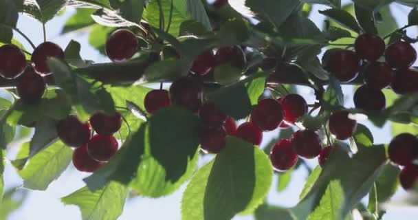 Vidéo Ralenti Joyeux Juteux Mûrs Parfumés Cerise Sur Une Petite — Video