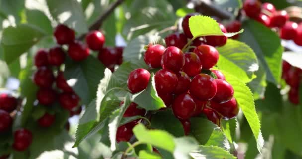 Slow Motion Video Fragrant Ripe Juicy Merry Cherry Tiny Branch — Stock Video