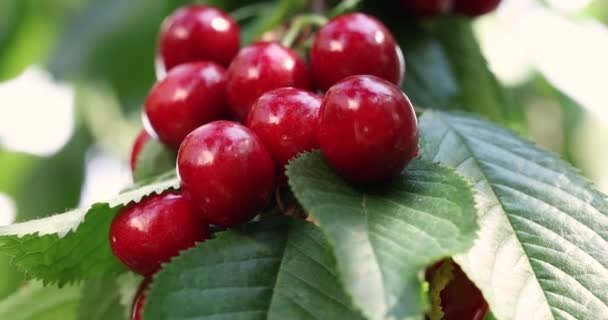 Vídeo Cámara Lenta Fragancia Madura Jugosa Alegre Cereza Una Pequeña — Vídeos de Stock