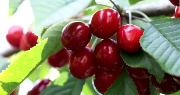 Slow Motion Video Fragrant Ripe Juicy Merry Cherry Tiny Branch — Stock Video