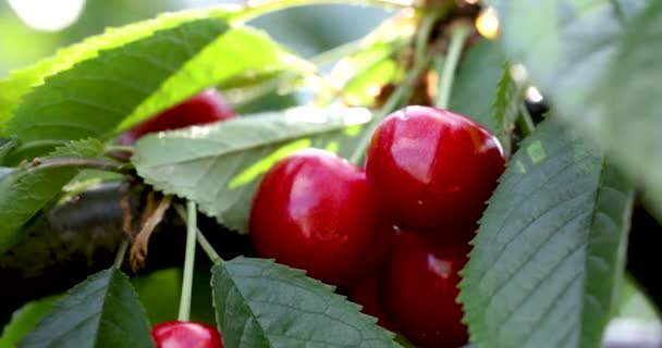 Vidéo Ralenti Joyeux Juteux Mûrs Parfumés Cerise Sur Une Petite — Video