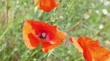 Kırmızı gelincik çiçekleri mavi arka planda, yakın planda. Güzel kır çiçekleri güneş ışığına, doğanın güzelliğine karşı tam çiçekleniyor.