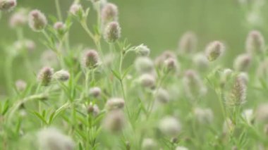 Sulu çimenler ve tarladaki nazik çiçekler, sığ tarlanın derinliği, doğanın güzelliği, hafif esinti.